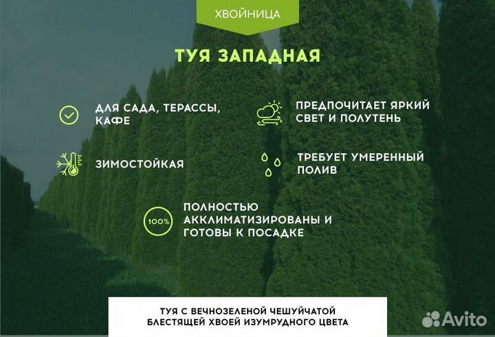 Туи в ассортименте: Колумна, Брабант, Смарагд