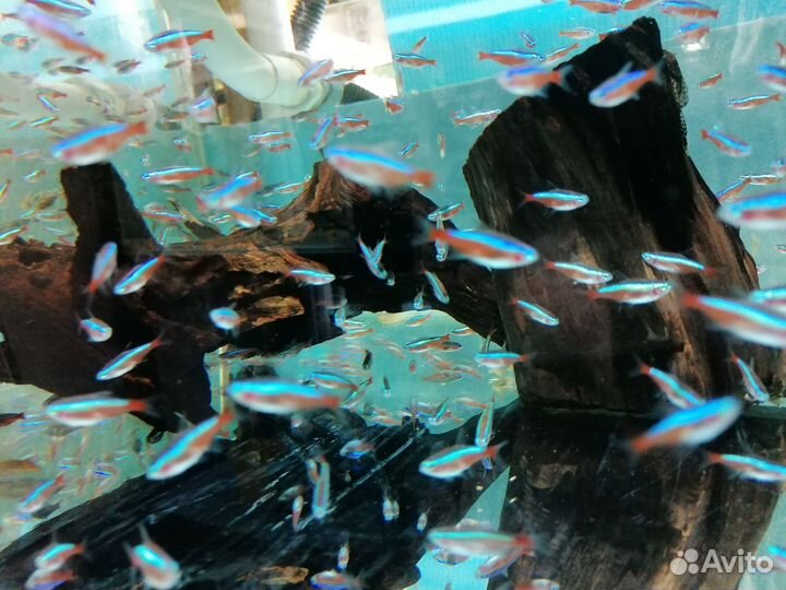 Красный неон от разводчика