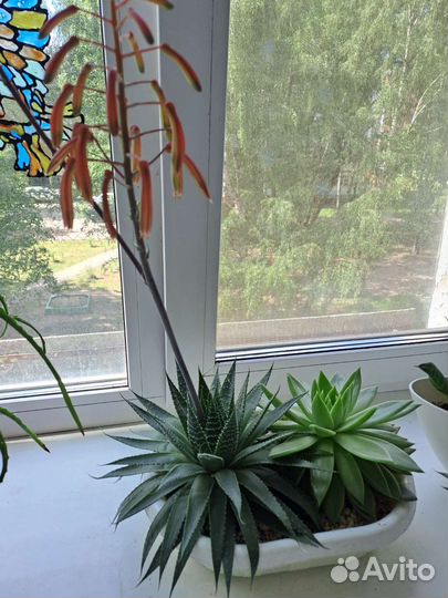 Алоэ остистое