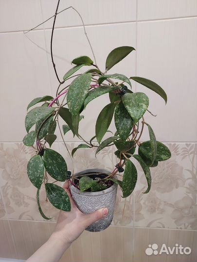 Комнатные цветы
