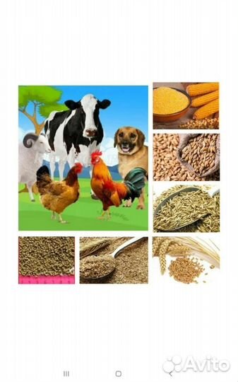 Продажа зерна и комбикорм