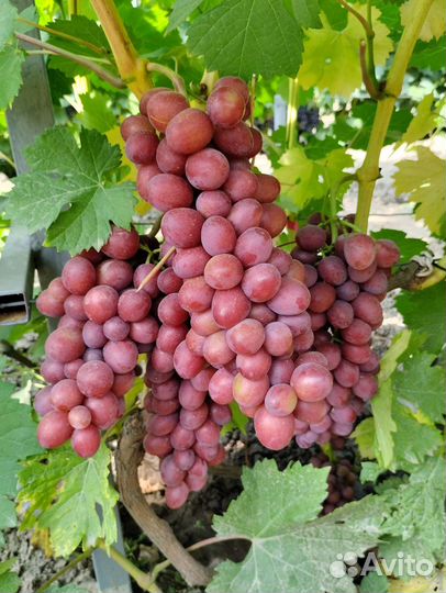 Саженцы винограда