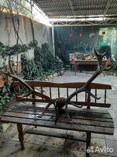 Рога кавказкого оленя