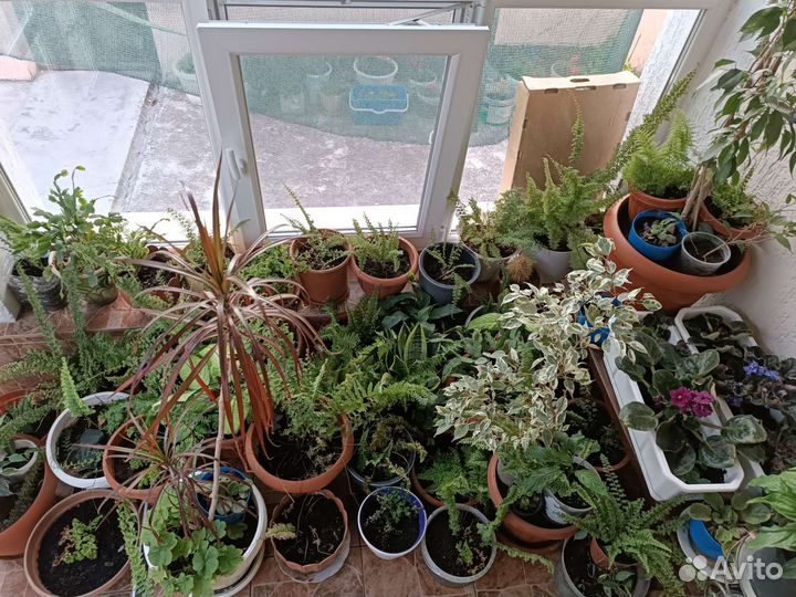 Комнатные цветы