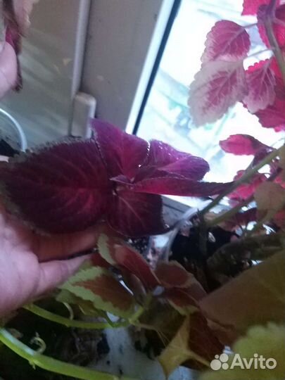 Черенки колеуса