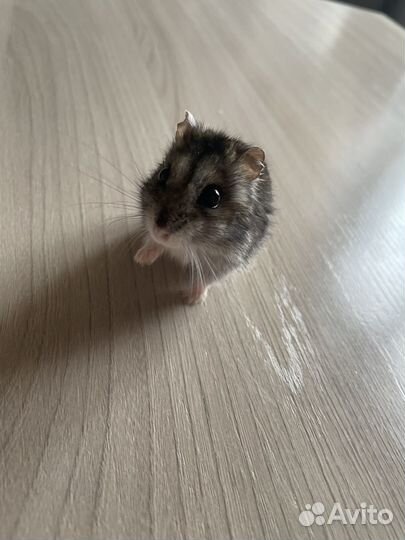 Джунгарские хомяки, мальчик и девочка