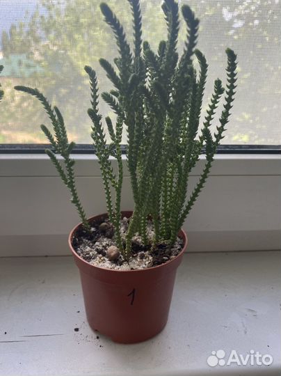 Крассула плауновидная