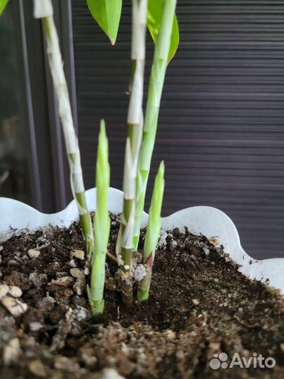 Драцена Годсеффа