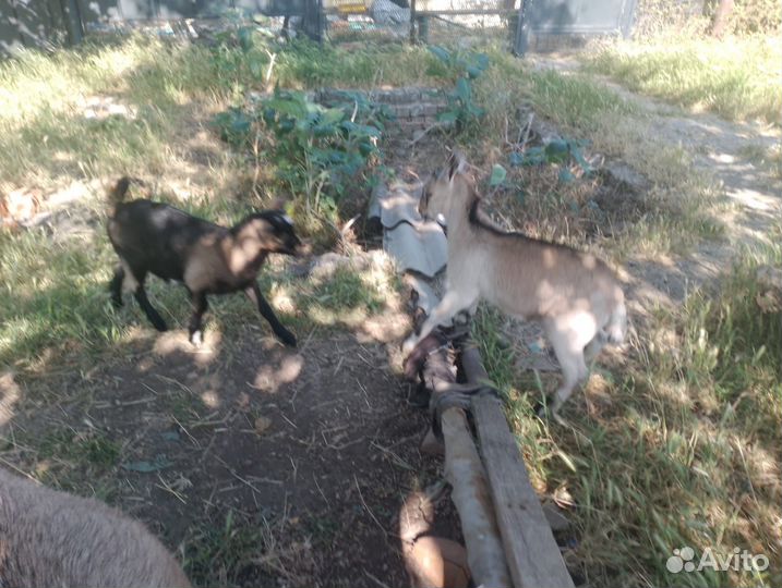 Козы и козлята