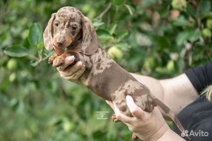 Мальчики мини. РКФ
