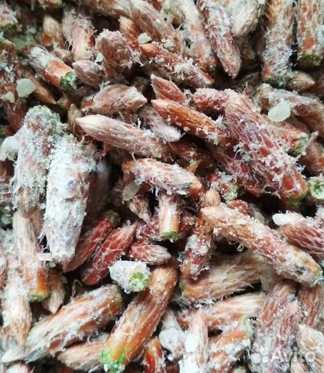 Сосновые шишки и почки