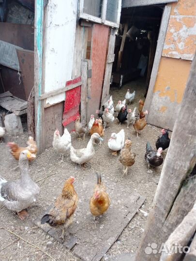 Мускусные утки