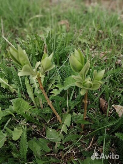 Ростки сирени