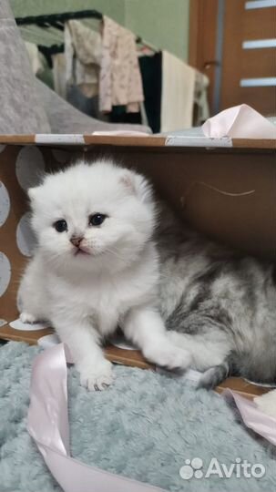 Кот для вязки
