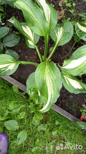 Хоста пестролистная