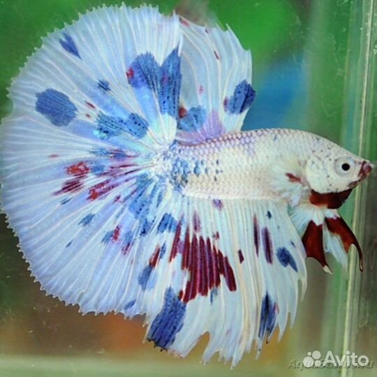 Рыбки Петушки (большой выбор )