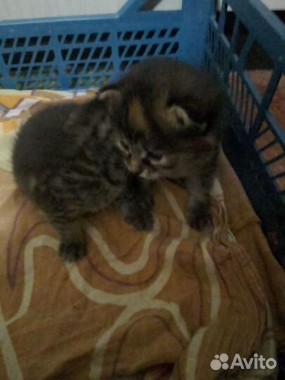 Кошка в дар бесплатно