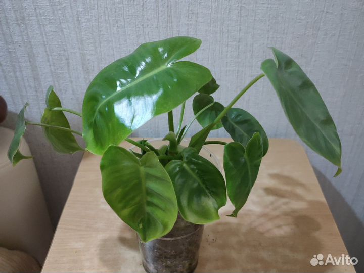 Филодендрон 