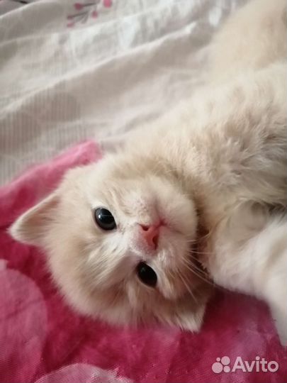 Котятки в добрые ручки