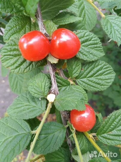 Саженцы вишни войлочной