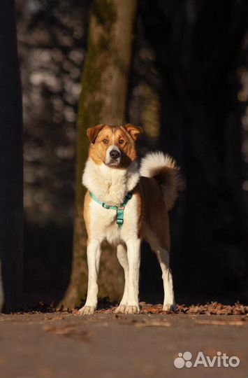 Домашний пес ищет дом
