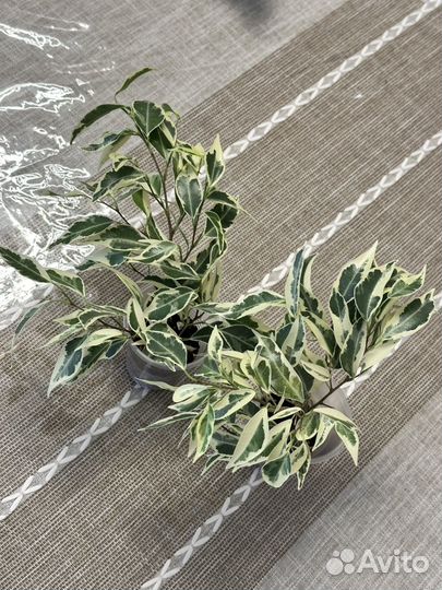 Фикус Пикси