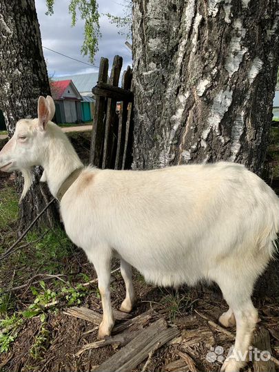 Коза + козлята