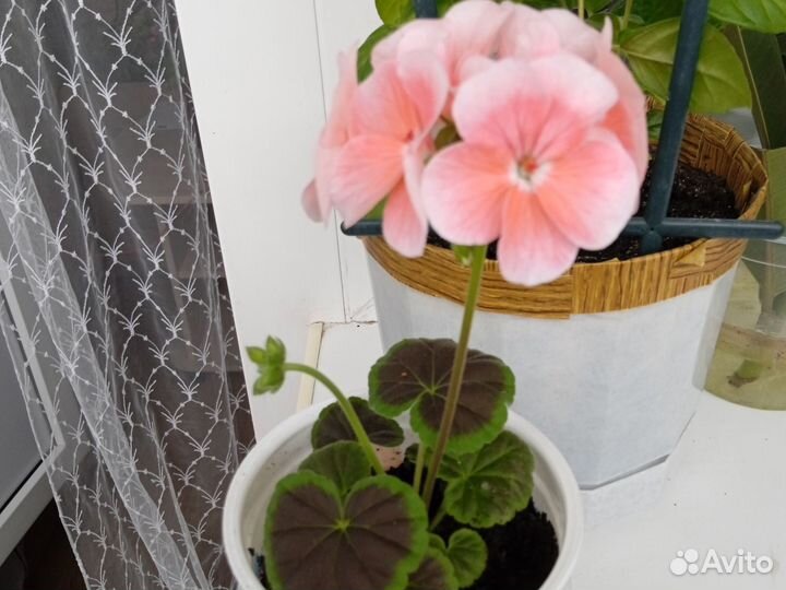 Герань пеларгония, фиалки