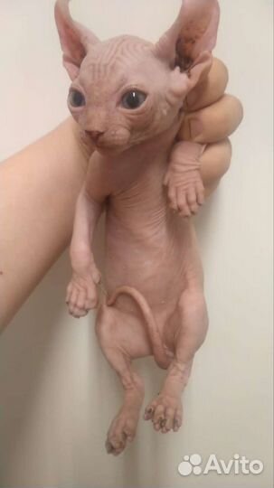 Сфинкс эльф вязка