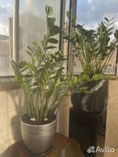 Замиокулькас