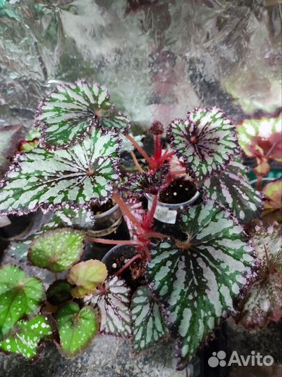 Детки декоративно лиственных бегоний