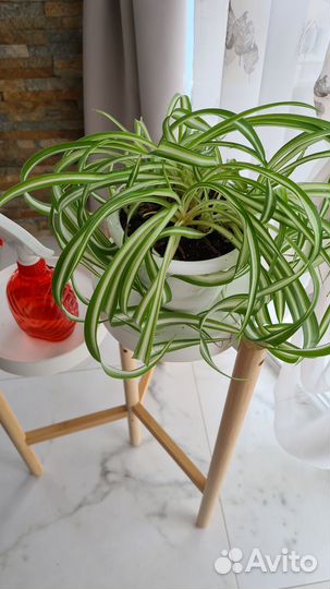 Хлорофитум кудрявый