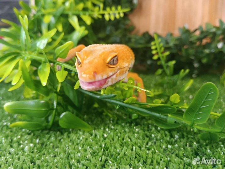 Эублефары blood