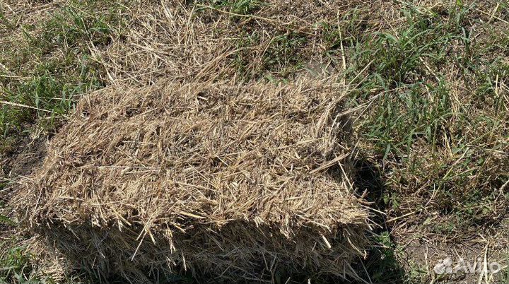 Сено в квадратных тюках суданка