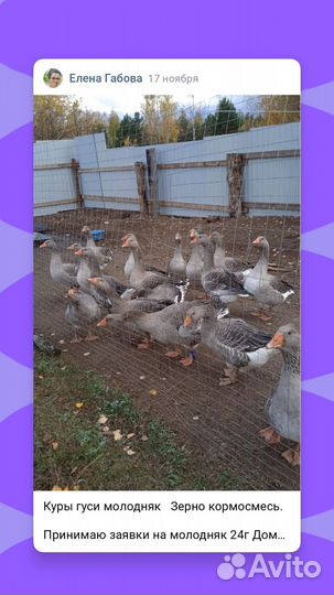 Куры Гуси Утки Бройлер