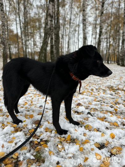 Собака Лиз в добрые руки