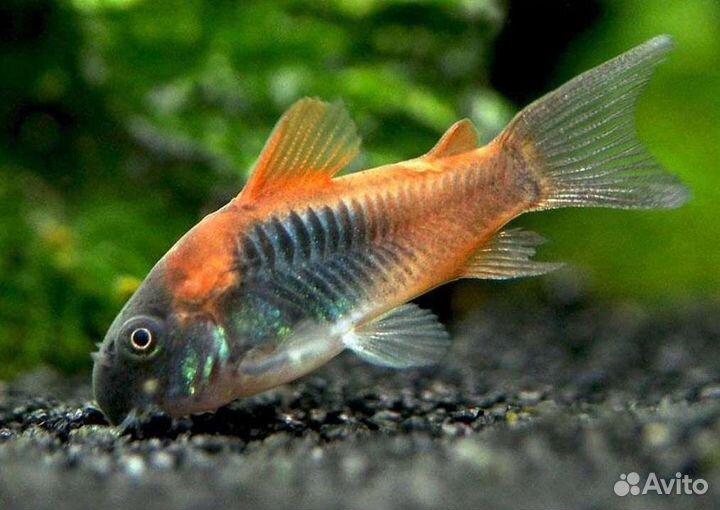Аквариумные рыбки. Коридорасы