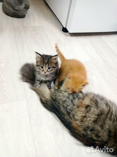 Котята в добрые руки бесплатно