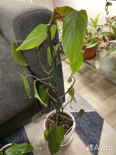 Филодендрон лайм фидл