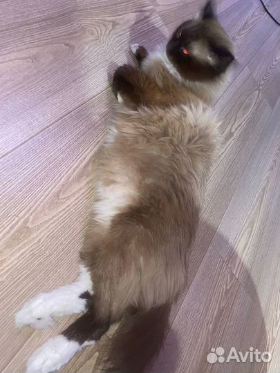 Кот на вязку
