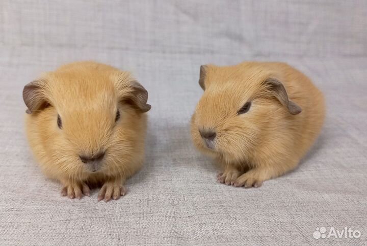 Морская свинка