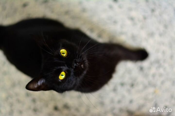 Брюнетка мечтает о доме