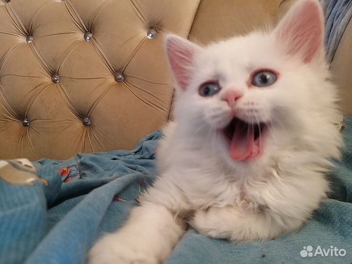 Котята белые