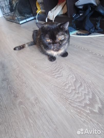 Кошка в добрые руки