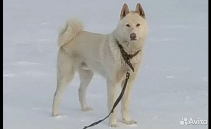 Западно сибирская лайка