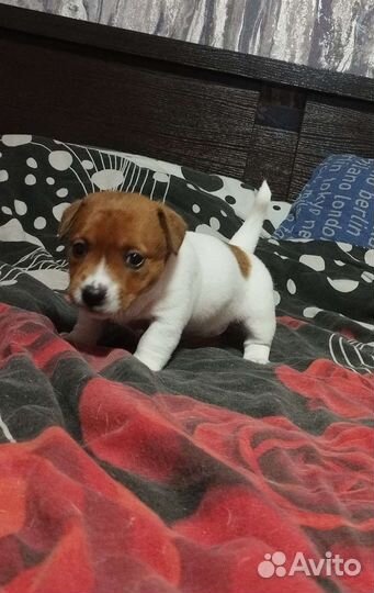 Джек Рассел терьер