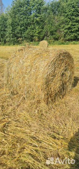 Солома ржи в рулонах