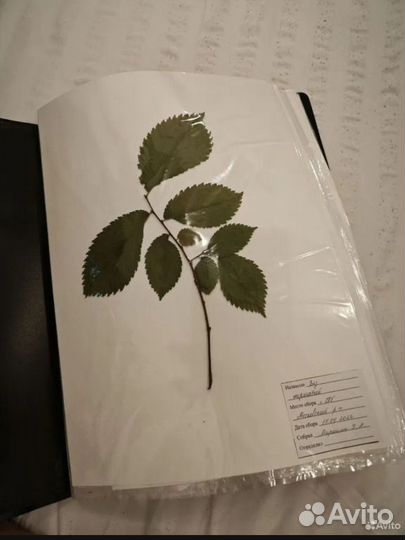 Гербарий для вузов