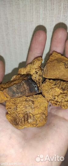 Чага березовая