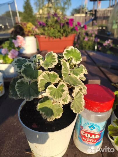 Мини гераньки сортовые